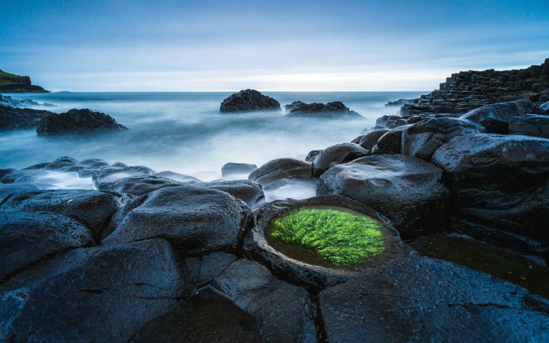 A green plant growing out of a rock in the ocean