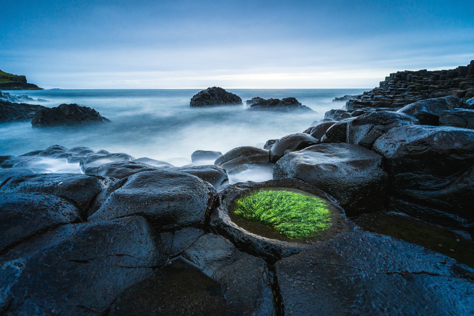 Photo by David Becker A green plant growing out of a rock in the ocean