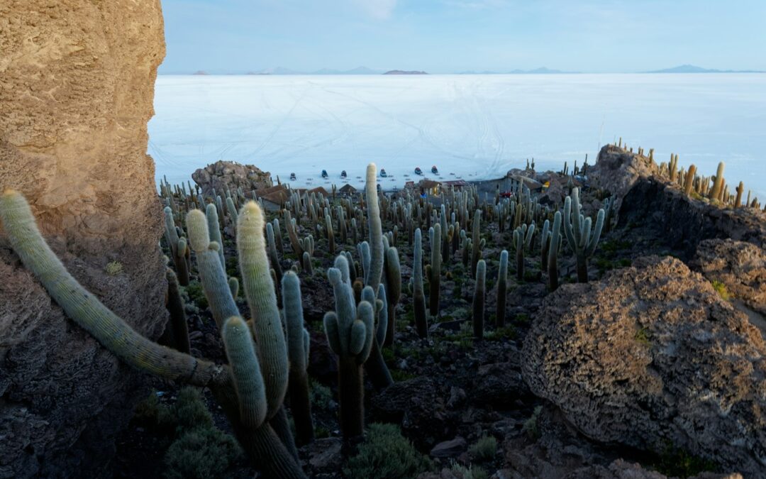 A large rock with a bunch of plants growing out of it